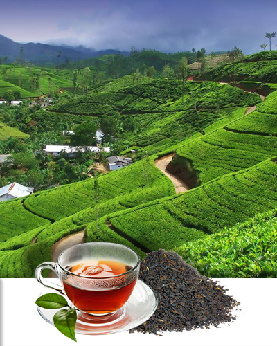 Ceylon tea Sri Lanka