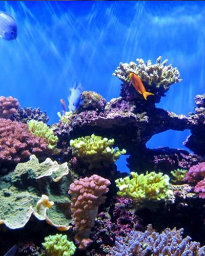 coral reef sri lanka